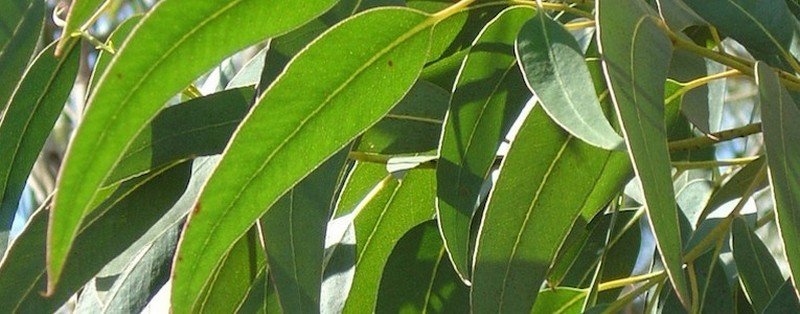 eucalipto, folha de Ogum e Oxóssi